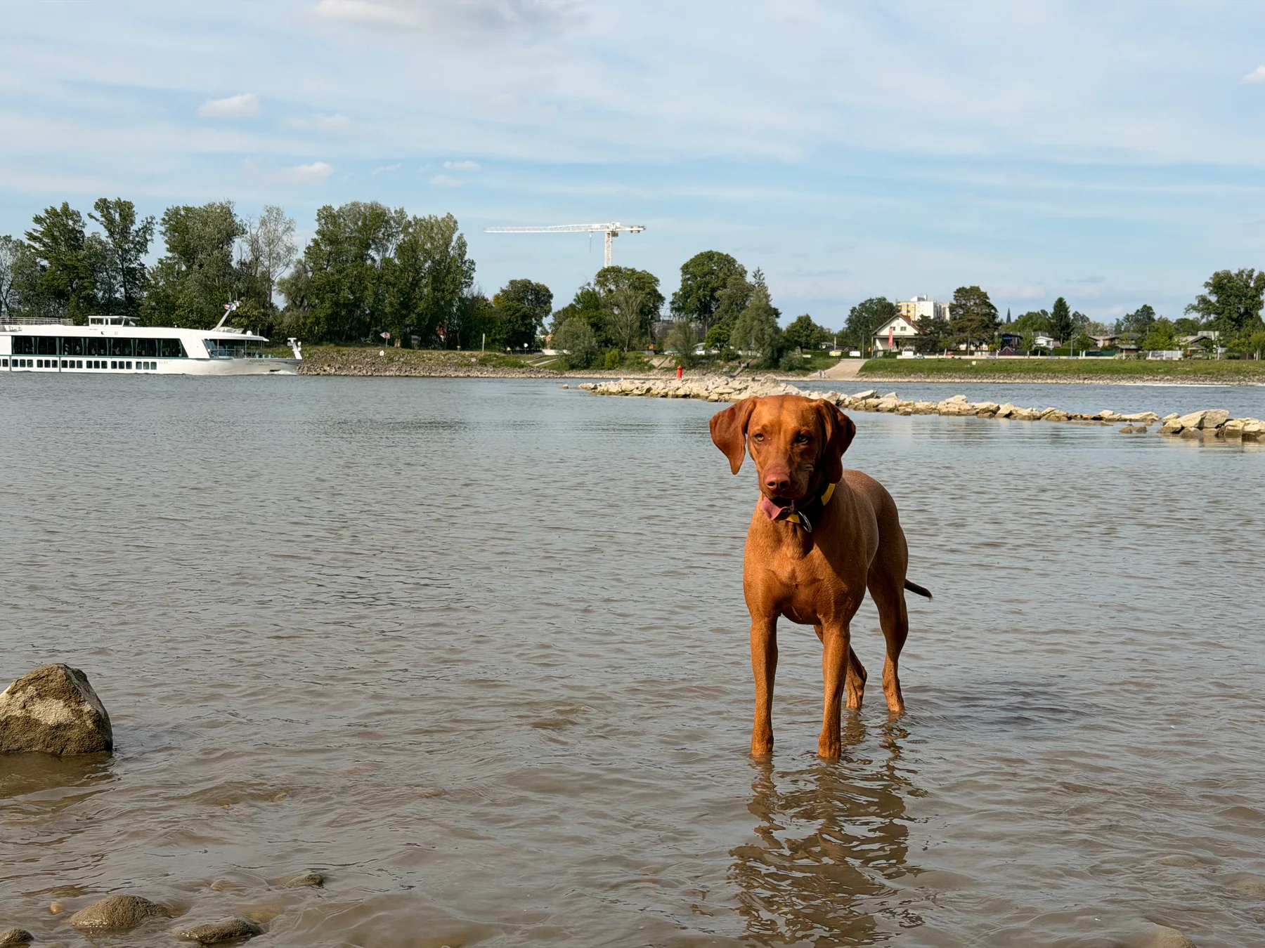 Für diesen Kundenhund stand Freilauf an oberster Stelle. Also wurde hier vor allem ganzheitlich am Abruf und der Ansprechbarkeit gearbeitet.